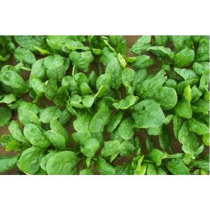 ΣΠΑΝΑΚΙ NANNA F1 φακ. 100.000 σπ.