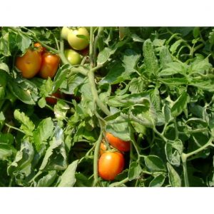 Τοτάτα Βιομηχανική Frisco F1 φακ. 1000 σπ.